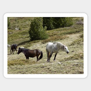 Wild Horses Sticker